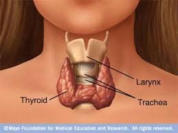 TSH regulation: hypothalamus, pituitary, thyroid
