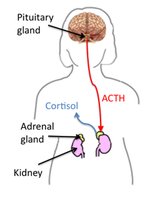 ACTH regulation: hypothalamus, pituitary, adrenal