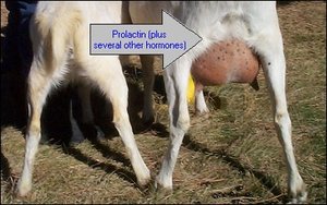 Prolactin: milk production