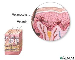 Melanocyte and melanin in skin