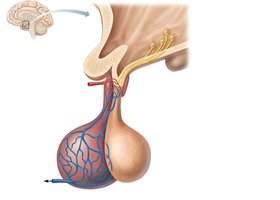 Hypophyseal portal system: anterior pituitary and hypothalamus