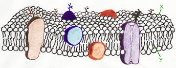 Structure of the plasma membrane