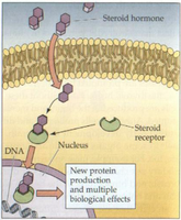 Steroid hormone mechanism: crossing membrane and binding to receptor