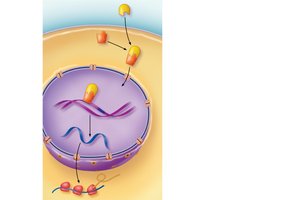 Steroid hormone mechanism: gene expression alteration