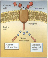 Amino acid-based hormone mechanism: second messenger activation