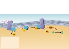 GPCR second messenger system
