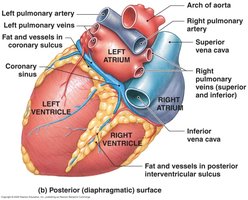 Posterior (diaphragmatic) surface of the heart