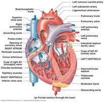 Frontal section through the heart showing internal structures