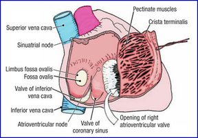 Right atrium internal anatomy