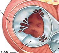 Right ventricle internal anatomy