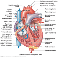 Pulmonary valve and trunk anatomy