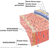 Heart wall layers: endocardium, myocardium, epicardium, parietal pericardium