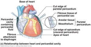Relationship between heart and pericardial cavity