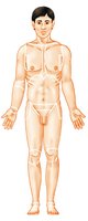 Anterior view of human body