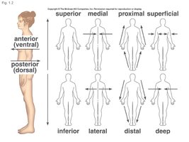Superior and inferior directional terms