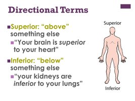 Directional terms diagram