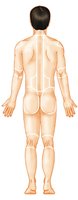 Posterior view of human body