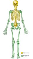 Axial and appendicular skeleton