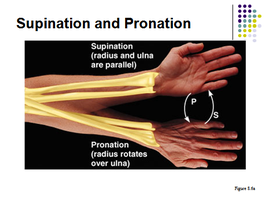 Supination and pronation of the forearm