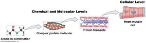 Levels of organization: chemical to cellular