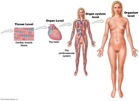 Levels of organization: tissue to organism