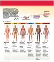 Overview of organ systems and their functions