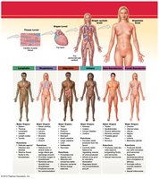Organ systems and their main organs