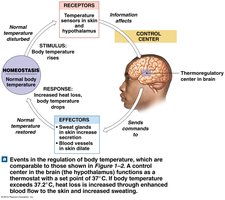 Negative feedback loop for thermoregulation