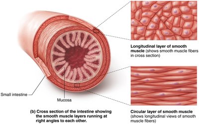 Structure and contraction of smooth muscle fibers
