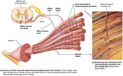 Diagram of motor units and neuromuscular junctions