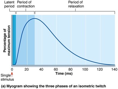Myogram showing the three phases of an isometric twitch