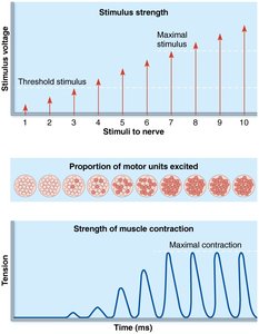 Graph showing relationship between stimulus intensity and muscle tension