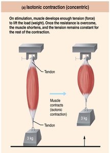 Isotonic contraction (concentric)
