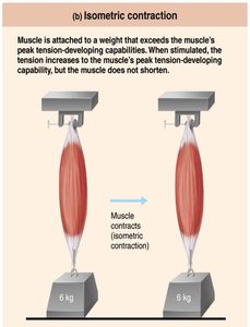 Isometric contraction