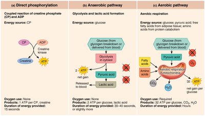 Pathways for regenerating ATP during muscle activity