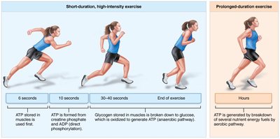 Comparison of energy sources used during exercise