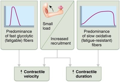 Factors influencing velocity and duration of skeletal muscle contraction