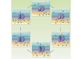 Sodium-potassium pump cycle