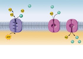 Secondary active transport: sodium-glucose symport