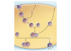Steps of receptor-mediated endocytosis and transcytosis