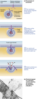 Steps of exocytosis