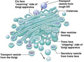 Structure of Golgi apparatus