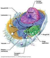 Lysosome structure and function