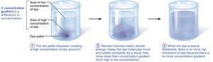 Simple diffusion of dye in water