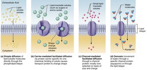 Types of passive membrane transport
