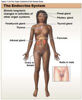 Endocrine system