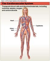 Cardiovascular system