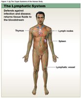 Lymphatic system