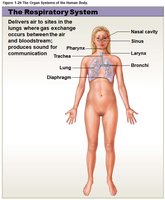 Respiratory system