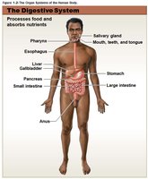 Digestive system